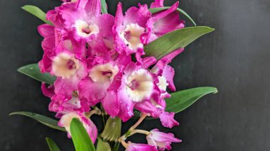 Koyu arkaplanda pembe Dendrobium çiçeklerini kapat