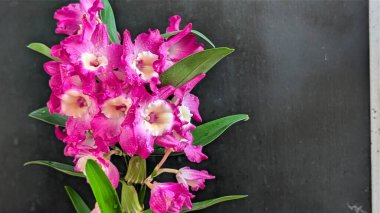 Koyu arkaplanda pembe Dendrobium çiçeklerini kapat