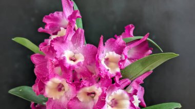 Koyu arkaplanda pembe Dendrobium çiçeklerini kapat
