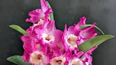 Koyu arkaplanda pembe Dendrobium çiçeklerini kapat