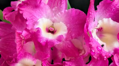 Koyu arkaplanda pembe Dendrobium çiçeklerini kapat