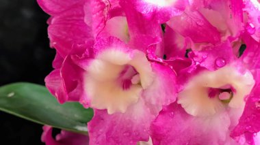 Koyu arkaplanda pembe Dendrobium çiçeklerini kapat