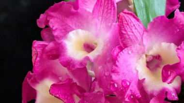 Koyu arkaplanda pembe Dendrobium çiçeklerini kapat