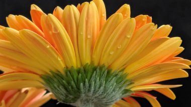 Yakın plan - Gerbera çiçeğinin koyu arkaplanı