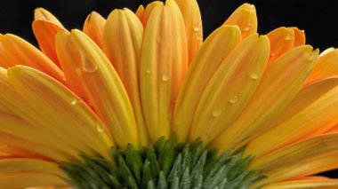 Yakın plan - Gerbera çiçeğinin koyu arkaplanı