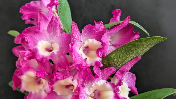 Koyu arkaplanda pembe Dendrobium çiçeklerini kapat