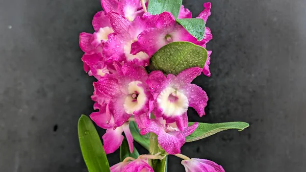 Koyu arkaplanda pembe Dendrobium çiçeklerini kapat