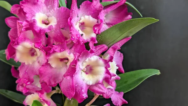 Koyu arkaplanda pembe Dendrobium çiçeklerini kapat