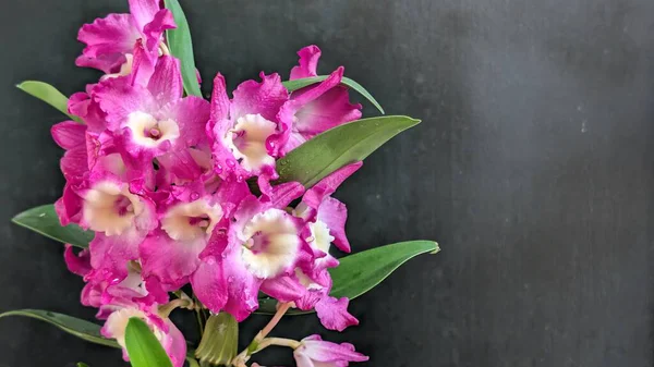 Koyu arkaplanda pembe Dendrobium çiçeklerini kapat