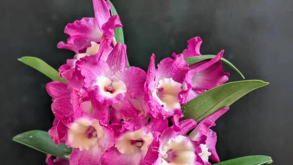 Koyu arkaplanda pembe Dendrobium çiçeklerini kapat