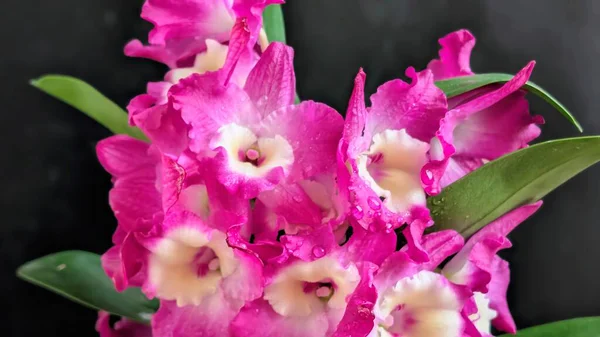 Koyu arkaplanda pembe Dendrobium çiçeklerini kapat