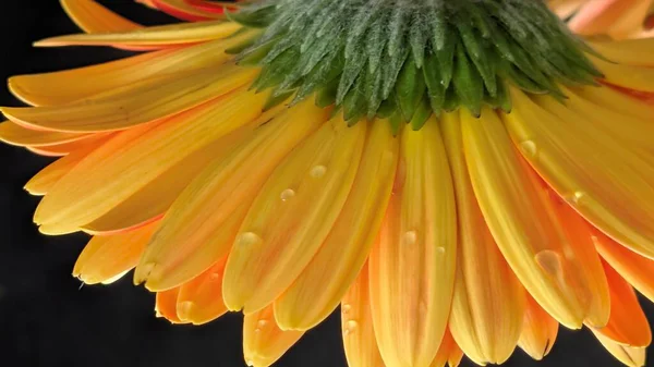 Yakın plan - Gerbera çiçeğinin koyu arkaplanı