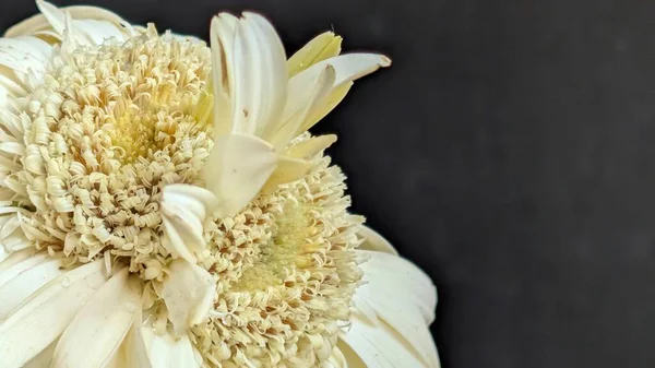 Yakın plan - Gerbera çiçeğinin koyu arkaplanı