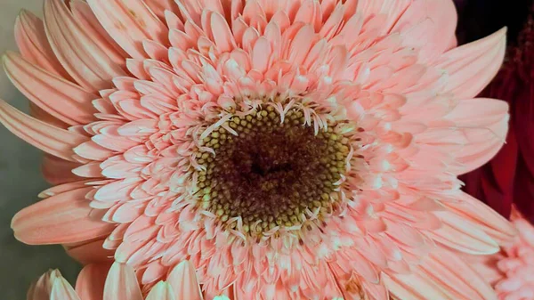 Bahçedeki güzel Gerbera çiçeğini kapat.