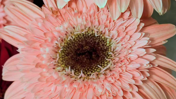 Bahçedeki güzel Gerbera çiçeğini kapat.