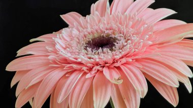 Karanlık arka planda güzel Gerbera çiçeği, yaz konsepti, yakın görüş