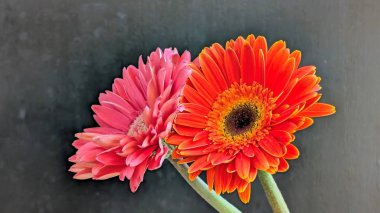 Güzel Gerbera çiçekleri yakın