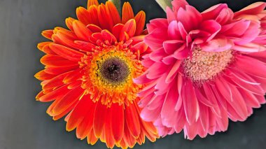 Güzel Gerbera çiçekleri yakın