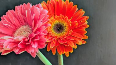 Güzel Gerbera çiçekleri yakın