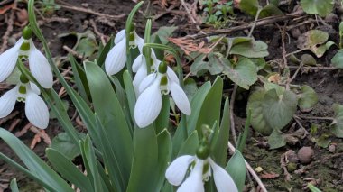 Bahçedeki güzel kardamlası çiçekleri