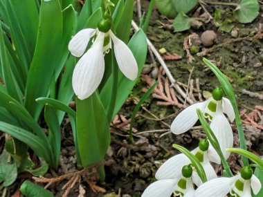 Bahçedeki güzel kardamlası çiçekleri