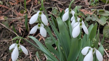 Bahçedeki güzel kardamlası çiçekleri