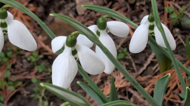 Bahçedeki güzel kardamlası çiçekleri