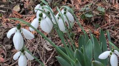 Bahçedeki güzel kardamlası çiçekleri