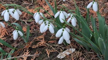 Bahar ormanındaki kardamlaları kapatın.