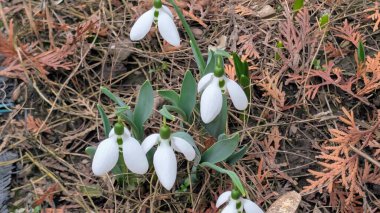 Bahar ormanındaki kardamlaları kapatın.