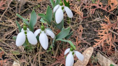Bahar ormanındaki kardamlaları kapatın.