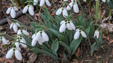 Bahar ormanındaki kardamlaları kapatın.