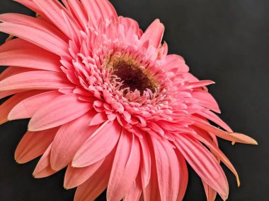 Koyu arkaplanda güzel pembe gerbera çiçeği
