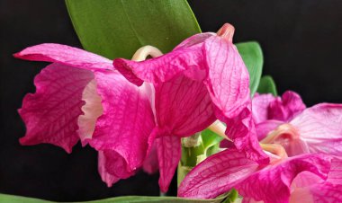 Datk arkaplanındaki dendrobium nobile çiçekleri