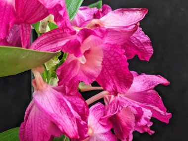 Datk arkaplanındaki dendrobium nobile çiçekleri