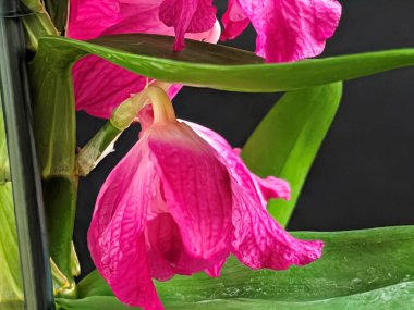 Datk arkaplanındaki dendrobium nobile çiçekleri