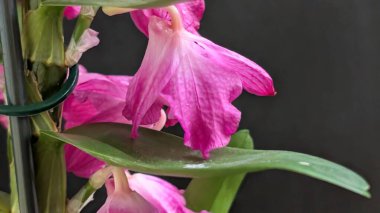 Datk arkaplanındaki dendrobium nobile çiçekleri