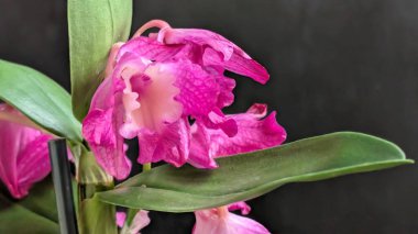 Datk arkaplanındaki dendrobium nobile çiçekleri