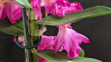 Datk arkaplanındaki dendrobium nobile çiçekleri