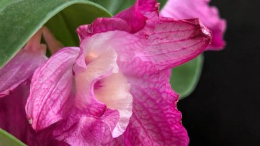 Datk arkaplanındaki dendrobium nobile çiçekleri