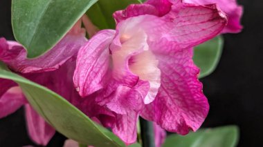 Datk arkaplanındaki dendrobium nobile çiçekleri