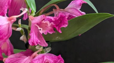 Datk arkaplanındaki dendrobium nobile çiçekleri