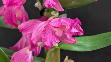 Datk arkaplanındaki dendrobium nobile çiçekleri