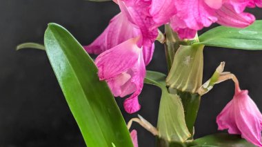 Datk arkaplanındaki dendrobium nobile çiçekleri