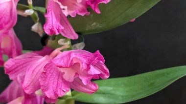 Datk arkaplanındaki dendrobium nobile çiçekleri