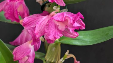 Datk arkaplanındaki dendrobium nobile çiçekleri