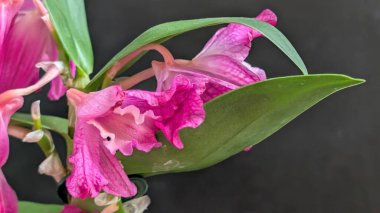 Datk arkaplanındaki dendrobium nobile çiçekleri