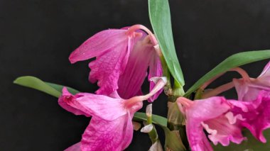 Datk arkaplanındaki dendrobium nobile çiçekleri