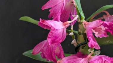 Datk arkaplanındaki dendrobium nobile çiçekleri