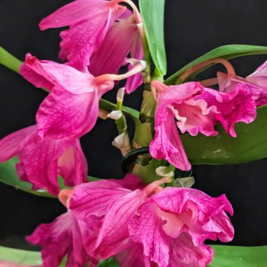 Datk arkaplanındaki dendrobium nobile çiçekleri